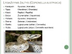 Augalų ir gyvūnų bioįvairovė skaidrės 2