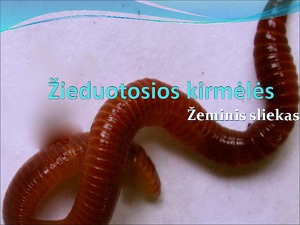 Išgydo alkoholizmą