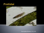 Protistų karalystė projektas 1