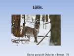 Lūšis pristatymas 1