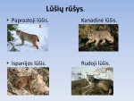 Lūšis pristatymas 2