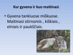 Lūšis pristatymas 3