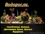 Водоросли 1