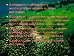 Водоросли 2