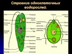 Водоросли 3