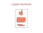Raumenų sistema: raumenų rūšys 3