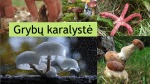Grybų karalystė prezentacija 1