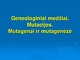 Geneologiniai medžiai Mutacijos Mutagenai ir mutagenezė