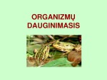 Organizmų dauginimasis prezentacija 3