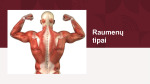 Raumenų tipai 1