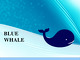 Blue whale