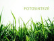 Fotosintezė: mityba, fazės