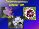 Žiedas - dauginimosi organas