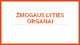 Žmogaus lyties organai