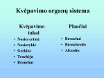 Žmogaus kvėpavimo sistema prezentacija 2