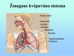 Žmogaus kvėpavimo sistema prezentacija 3