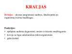 Kraujas - sveikatos atspindys 2