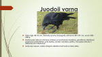 Paukščių kilmė projektas 3