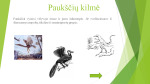 Paukščių kilmė ir vystymasis 3