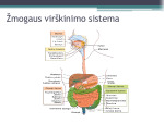 Virškinimas burnoje skaidrės 3