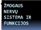 Žmogaus nervų sistema ir funkcijos