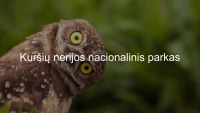 Kuršių nerijos nacionalinis parkas: augalija ir gyvūnija projektas 1