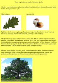 Mano mėgstamiausias augalas: Paprastasis ąžuolas 1
