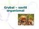Grybai saviti organizmai Skaidrės apie grybus
