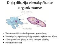 Medžiagų apykaita ir pernaša Kvėpavimo organų sistema 3