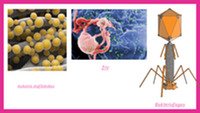 Organizmų sistematika ir biologinė įvairovė skaidrės 3