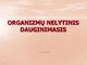 Organizmų nelytinis dauginimasis