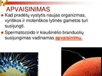 Gyvūnų apvaisinimas ir vystymasis skaidrės 2