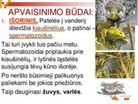 Gyvūnų apvaisinimas ir vystymasis skaidrės 3