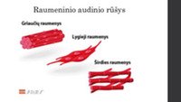 Sportas ir sveikata – raumenų sistema 2
