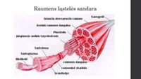 Sportas ir sveikata – raumenų sistema 3