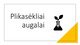Plikasėkliai augalai skaidrės