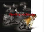 Gyvūnų evoliucija 1