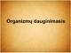 Organizmų dauginimasis skaidres