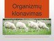 Organizmų klonavimas