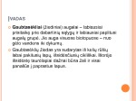 Gaubtasėklių augalų reikšmė žmogaus gyvenime 2