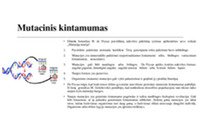 Mutacinis kintamumas: Genų mutacija 2