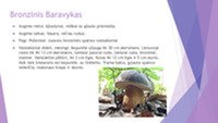 Skaidrės apie valgomus ir nuodingus grybus 3