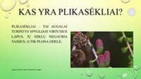 Plikasėkliai augalai pristatymas 3