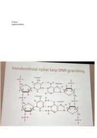 Genetikos pagrindai RNR ir DNR 3