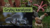 Skaidrės apie grybų karalystę 1