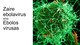 Ebolos virusas - Zaire ebolavirus