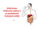 Virškinimo traktas ir jo prisitaikymai funkcijoms atlikti