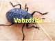 Vabzdžiai skaidrės