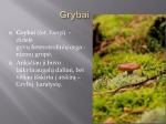 Grybai skaidrės (3) 2
