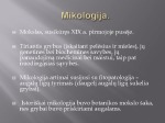 Grybai skaidrės (3) 3